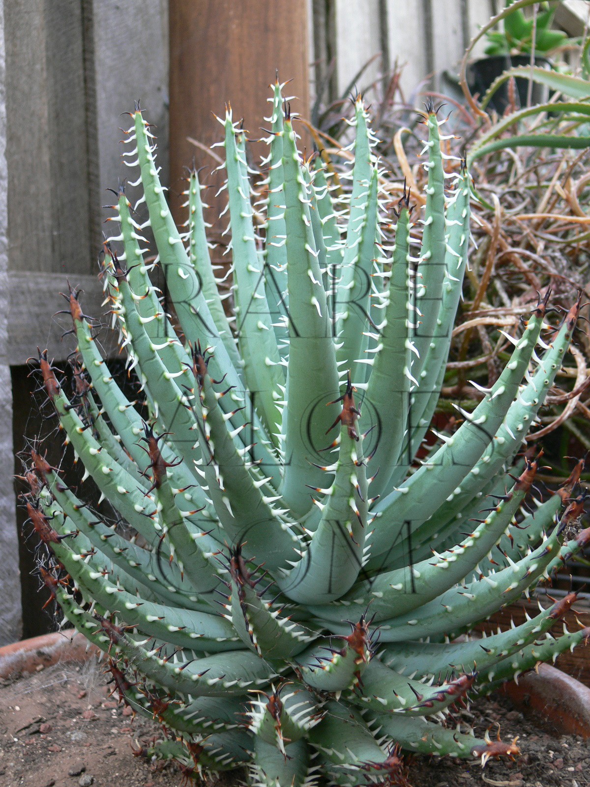 Aloe Erinacea